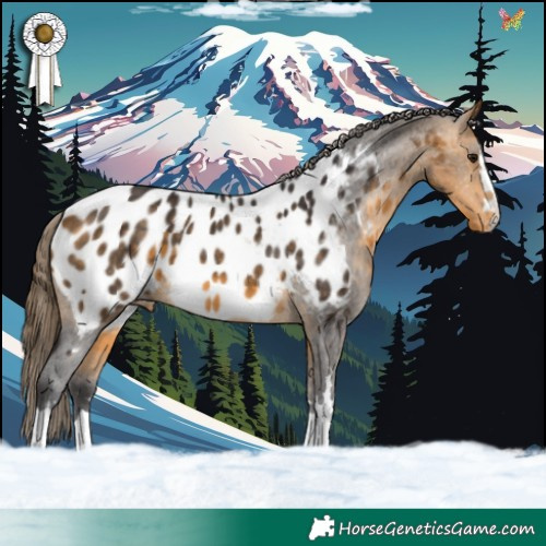 Horse Color:Buckskin Near Leopard 