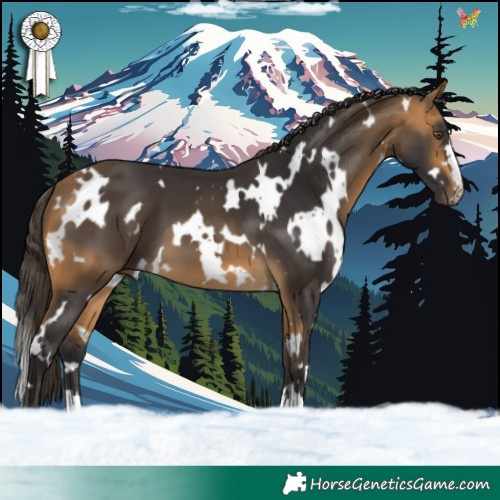 Horse Color:White Spotted Buckskin 