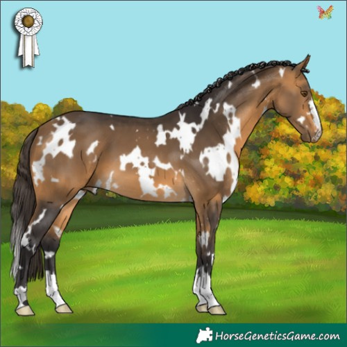 Horse Color:White Spotted Buckskin 