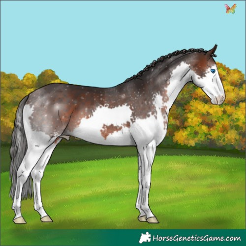 Horse Color:Brown Splash 