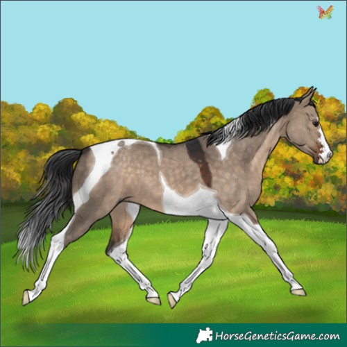 Horse Color:Brown Dun Tobiano 