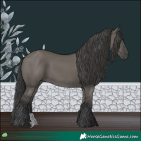 Horse Color:Grullo 
