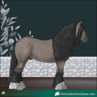 Horse Color:Grullo 