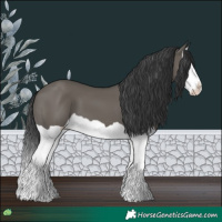 Horse Color:Grullo Splash 