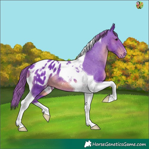 Horse Color:Watercolor Smoky Black Tobiano Appaloosa 