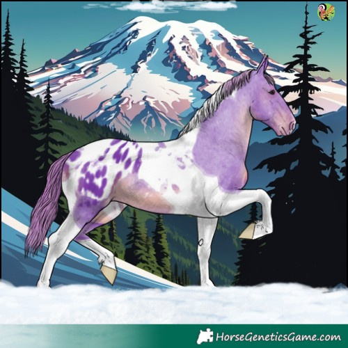 Horse Color:Watercolor Smoky Black Tobiano Appaloosa 