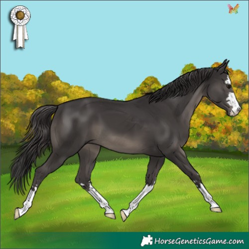 Horse Color:Smoky Black 