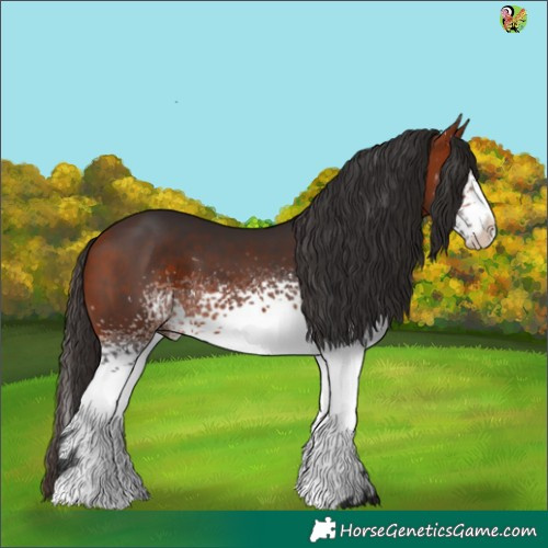 Horse Color:White Spotted Bay 