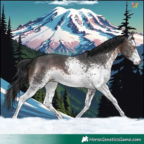 Horse Color:White Spotted Brown 