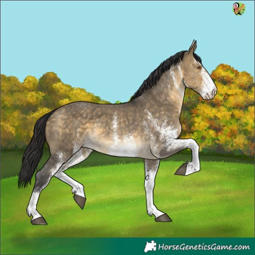 Horse Color:White Spotted Buckskin Dun 