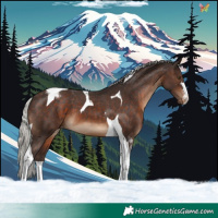 Horse Color:Silver Brown Tobiano Appaloosa 