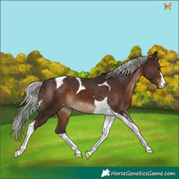 Horse Color:Silver Brown Tobiano Appaloosa 