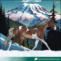 Horse Color:Silver Brown Tobiano Appaloosa 