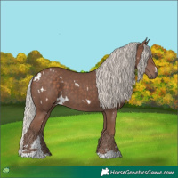 Horse Color:White Spotted Silver Black 