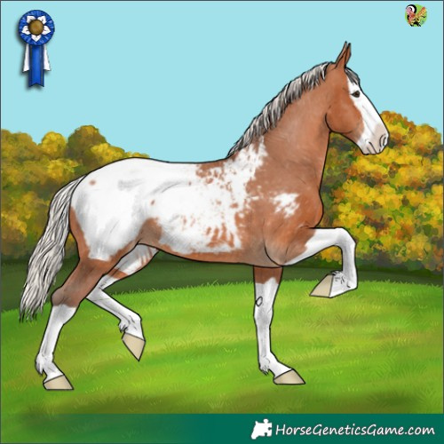 Horse Color:Silver Bay Splash Appaloosa 