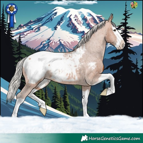 Horse Color:Silver Bay Splash Appaloosa 