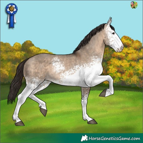 Horse Color:White Spotted Brown Dun Appaloosa 