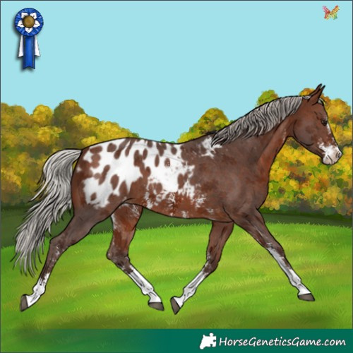 Horse Color:Silver Brown Sabino Appaloosa 