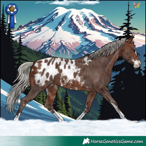 Horse Color:Silver Brown Sabino Blanket 