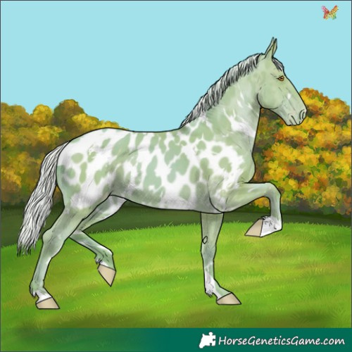 Horse Color:Watercolor White Spotted Silver Classic Champagne Appaloosa 