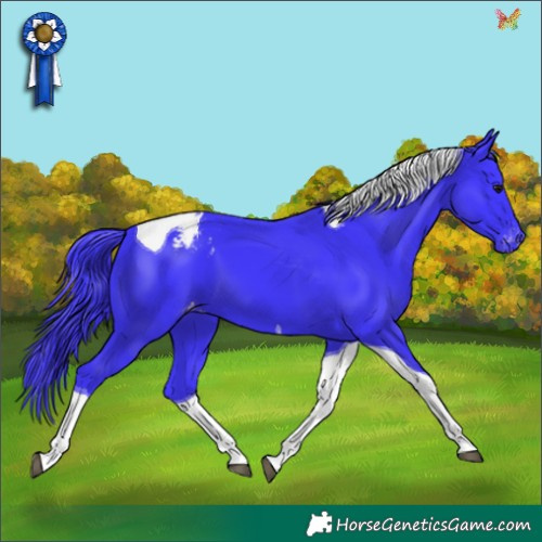 Horse Color:Watercolor Smoky Black Tobiano Appaloosa 