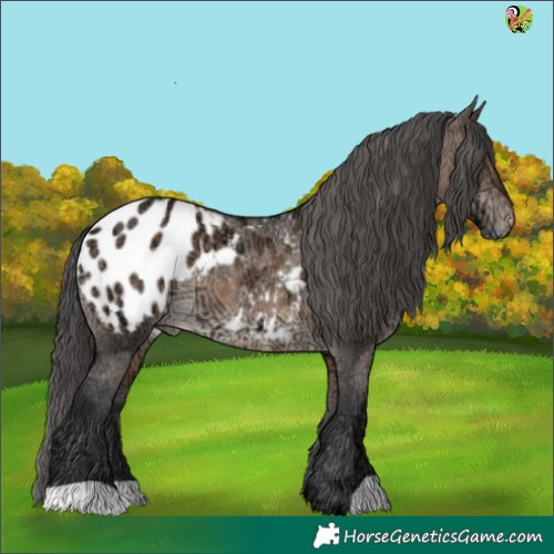 Horse Color:Brown Ice Dun Appaloosa 