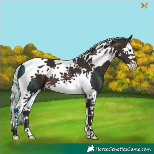 Horse Color:Silver Brown Splash Tobiano 