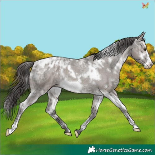Horse Color:White Spotted Smoky Grullo Ice Frame Appaloosa Rabicano 