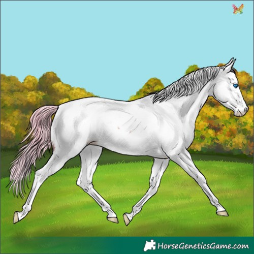 Horse Color:White Spotted Brown Dun Splash Appaloosa Rabicano 