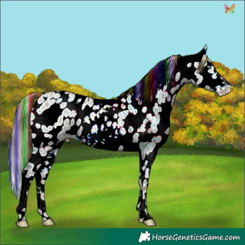Horse Color:Painted White Spotted Amber Champagne Dun Frame Appaloosa Rabicano 