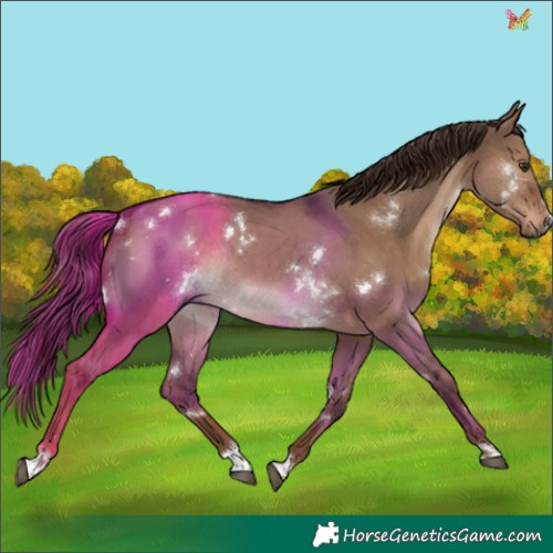 Horse Color:White Spotted Liver Red Dun Rabicano 
