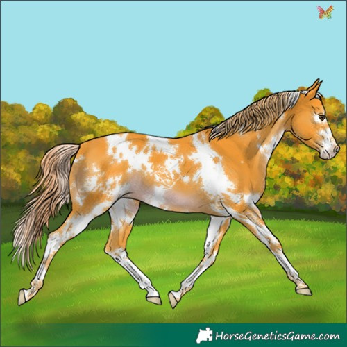 Horse Color:Watercolor White Spotted Liver Chestnut 