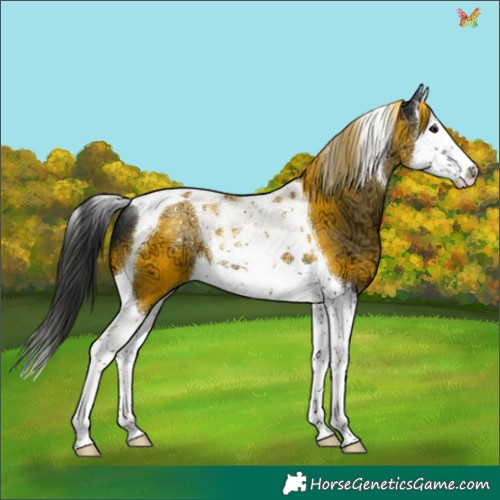 Horse Color:Black Ice Splash Tobiano 