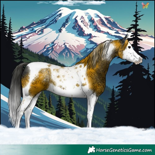 Horse Color:Black Ice Splash Tobiano 