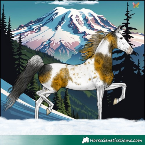 Horse Color:Black Ice Splash Tobiano 