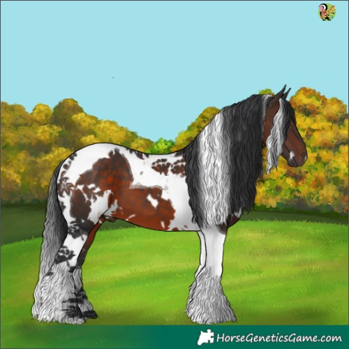 Horse Color:White Spotted Brown Tobiano 