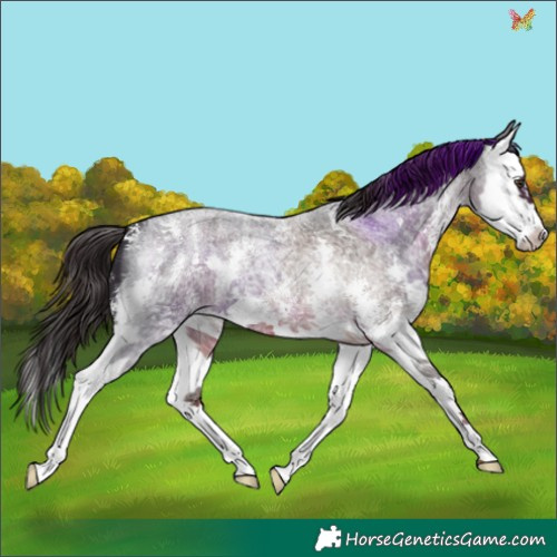 Horse Color:Liver Red Roan Sabino Splash 