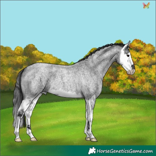 Horse Color:Blue Roan Splash 