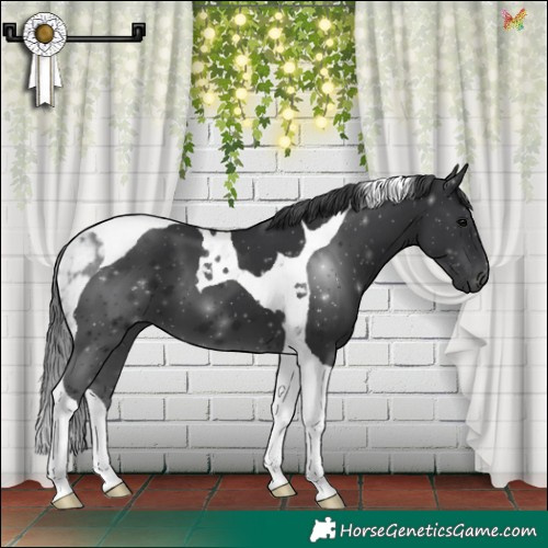 Horse Color:Black Tobiano 