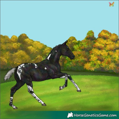 Horse Color:Watercolor Midnight Silver Brown Ice Tobiano