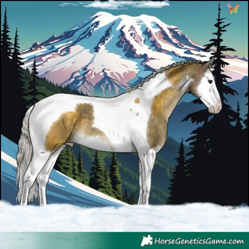 Horse Color:Silver Brown Dun Splash Tobiano 