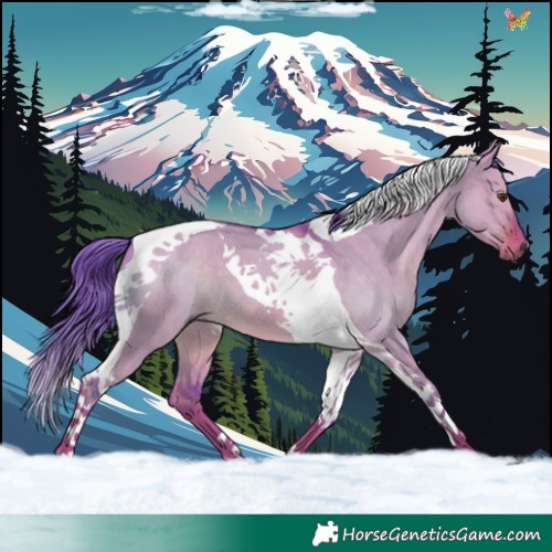 Horse Color:Watercolor Liver Red Dun Tobiano 