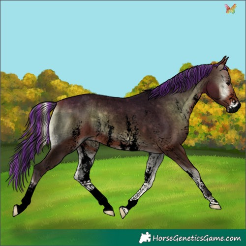 Horse Color:Void Painted Bay Roan Onyx Sabino 