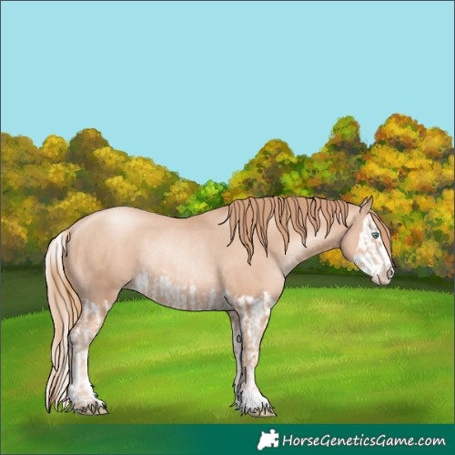 Horse Color:Gold Champagne Pearl Rabicano  and Gold Champagne Pearl Splash Rabicano 