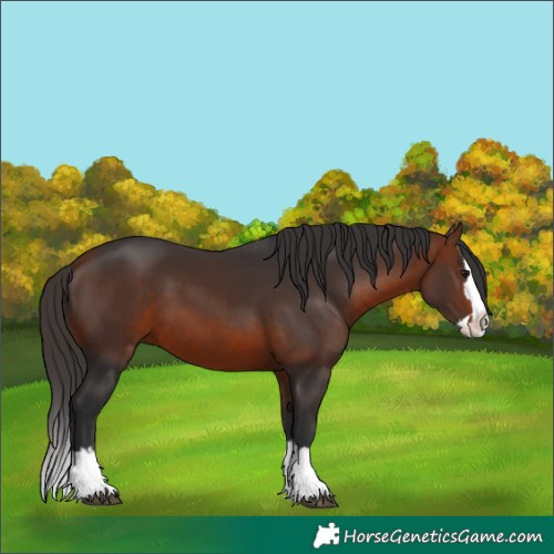 Horse Color:Bay Splash 