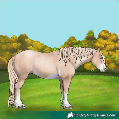 Horse Color:Gold Champagne Pearl Rabicano  and Gold Champagne Pearl Rabicano 