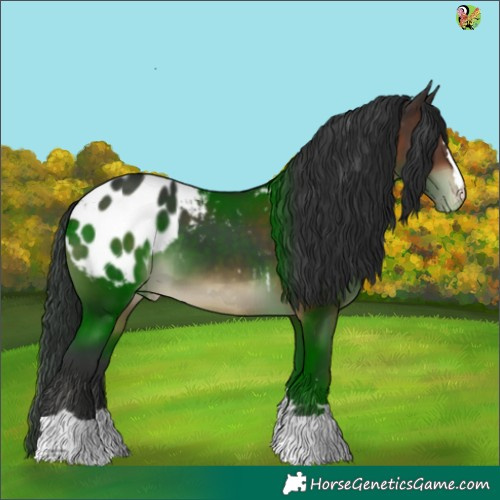 Horse Color:Brown Appaloosa 