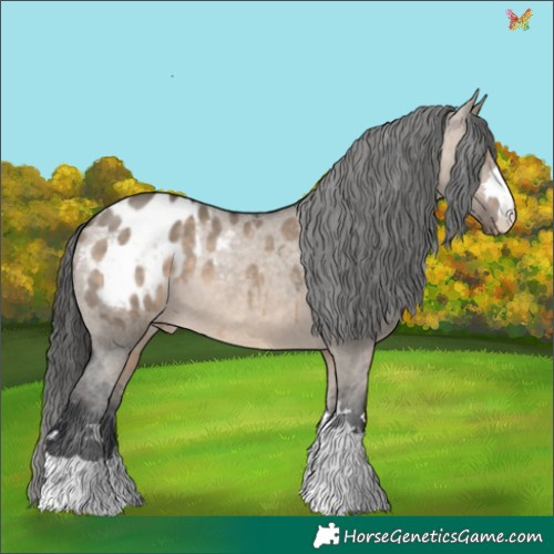 Horse Color:Brown Dun Appaloosa 