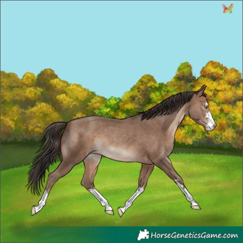 Horse Color:Sable Champagne 