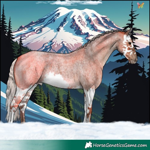 Horse Color:Silver Blue Roan Splash 